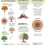 albero_a4